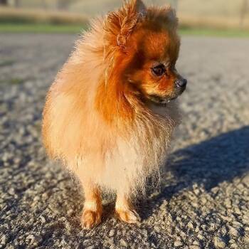 Sutton -  Pomeranian Dog for Adoption in Oroville, Washington - Sutton | PetCurious