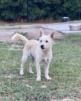 Rumi -  Yorkshire Terrier and Chihuahua Dog for Adoption in Pawleys Island, South Carolina - Rumi | PetCurious