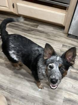 Rescue Australian Cattle Dog Blue Heeler Dogs for Adoption in Las Vegas, Nevada - Laurent | PetCurious