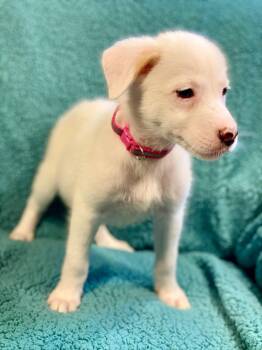 Nan -  Australian Shepherd and Mixed Breed Dog for Adoption in Urbandale, Iowa - Nan | PetCurious