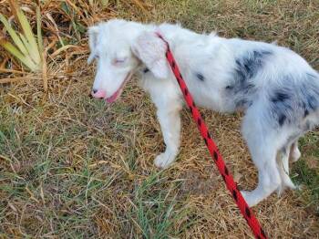 MARION -  Australian Shepherd Dog for Adoption in Rowlett, Texas - MARION | PetCurious