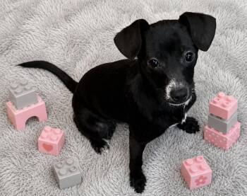 Chihuahua Dogs Available for Adoption in Sanford, Florida - Cupcake | PetCurious