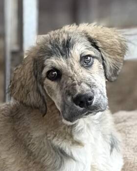 Jupiter -  Saint Bernard and Great Pyrenees Dog for Adoption in South Saint Paul, Minnesota - Jupiter | PetCurious