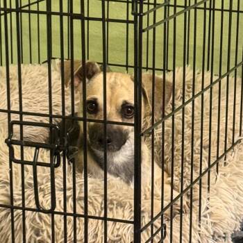 Rescue Chihuahua and Mixed Breed Dogs for Adoption in Floresville, Texas - Remi | PetCurious
