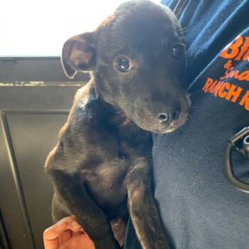 Labrador Retriever Dogs Available for Adoption - Mocha AKA Finn 8671 | PetCurious