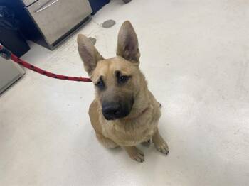 German Shepherd Dog and Mixed Breed Dogs Available for Adoption in Santa Cruz, California - JOHNNY TSUNAMI* | PetCurious