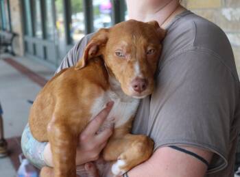 Rescue Mixed Breed Dogs for Adoption in Pflugerville, Texas - Remi | PetCurious