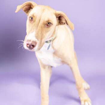 Mixed Breed Dogs Available for Adoption - Pedro | PetCurious