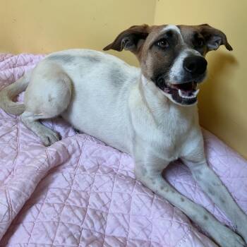 IVHS-Stray-139825_2 -  Mixed Breed and Shepherd Dog for Adoption in San Gabriel, California - IVHS-Stray-139825_2 | PetCurious