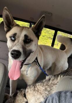 Husky and Akita Dogs Available for Adoption in Burgaw, North Carolina - Unknown | PetCurious