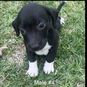 Male Pup #4 -  Mixed Breed and Rat Terrier Dog Available for Adoption in Oakdale, Louisiana - Male Pup #4 | PetCurious