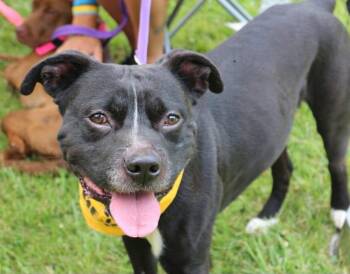 Frog -  Pit Bull Terrier Dog for Adoption in Covington, Virginia - Frog | PetCurious