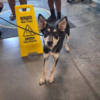 Lily -  Shepherd and Husky Dog for Adoption in Gautier, Mississippi - Lily | PetCurious