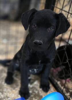 Labrador Retriever Dogs Available for Adoption in Parker, Colorado - Astro | PetCurious
