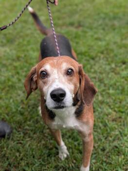 Rescue Hound Dogs for Adoption in Chesterfield, Virginia - Bongo | PetCurious