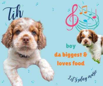 Cocker Spaniel Dogs Available for Adoption in Austin, Texas - Tih | PetCurious