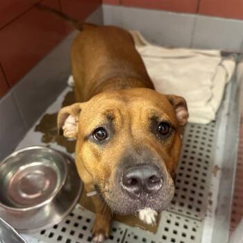 A2089013 -  Staffordshire Bull Terrier and Mixed Breed Dog for Adoption in Houston, Texas - A2089013 | PetCurious