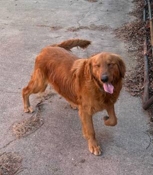 Golden Retriever Dogs Available for Adoption - Cashew | PetCurious