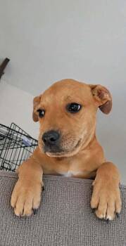 Freddie (AVAILABLE 8/17) -  Mixed Breed Dog for Adoption in Leverett, Massachusetts - Freddie (AVAILABLE 8/17) | PetCurious