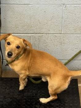 Stop Watch -  Mixed Breed Dog for Adoption in Chamblee, Georgia - Stop Watch | PetCurious