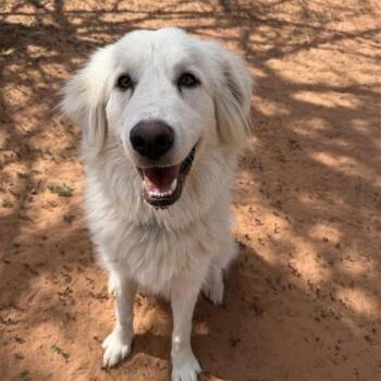 Dream -  Great Pyrenees Dog for Adoption in Kanab, Utah - Dream | PetCurious