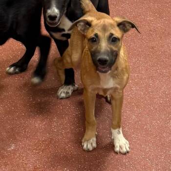 Hammy -  Shepherd and Border Collie Dog for Adoption in St. Augustine, Florida - Hammy | PetCurious