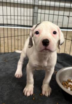 CALLA -  American Bulldog Dog for Adoption in Thompson, Pennsylvania - CALLA | PetCurious