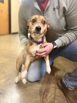 Beagle Dogs Available for Adoption - Bella 26D-032 | PetCurious