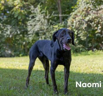 Naomi -  Plott Hound Dog for Adoption in Spring Hill, Tennessee - Naomi | PetCurious