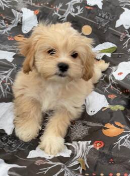 Mazie Ann -  Cavalier King Charles Spaniel and Miniature Poodle Dog for Adoption in Louise, Texas - Mazie Ann | PetCurious