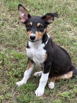 Rat Terrier Dogs Available for Adoption in Rockaway, New Jersey - Hoka Lonestar | PetCurious