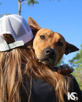 Basenji and Bull Terrier Dogs Available for Adoption - Ra | PetCurious