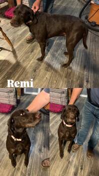 Rescue German Wirehaired Pointer and Chocolate Labrador Retriever Dogs for Adoption in Klamath Falls, Oregon - Remi | PetCurious