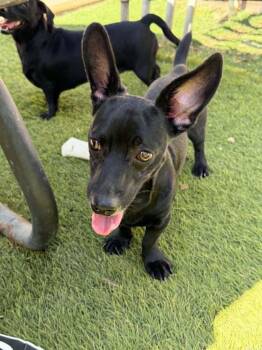 Echo -  Dachshund Dog for Adoption in La Verne, California - Echo | PetCurious