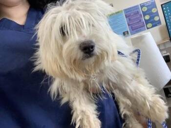 Diamond -  Maltese and Mixed Breed Dog for Adoption in New Orleans, Louisiana - Diamond | PetCurious