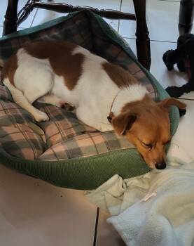 Chihuahua and Dachshund Dogs Available for Adoption in The Woodlands, Texas - Benjamin | PetCurious