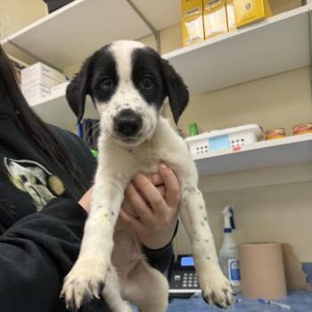 Mixed Breed Dogs Available for Adoption - Dill Pickle | PetCurious