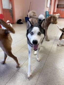 Storm -  Siberian Husky and Mixed Breed Dog for Adoption in Fort Worth, Texas - Storm | PetCurious