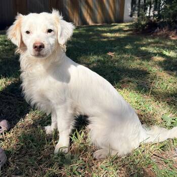 Rescue Maltese and Shih Tzu Dogs for Adoption in Sugar Land, Texas - Tontin | PetCurious