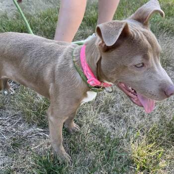 AVALON -  Pit Bull Terrier Dog for Adoption in Greensboro, North Carolina - AVALON | PetCurious
