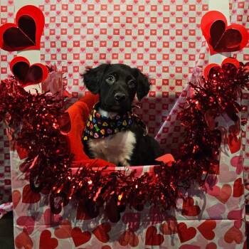 Border Collie and Basset Hound Dogs Available for Adoption - Perry | PetCurious