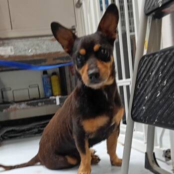 Biggie Smalls -  Miniature Pinscher and Chihuahua Dog for Adoption in Springtown, Texas - Biggie Smalls | PetCurious