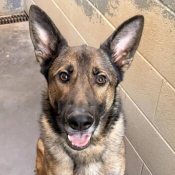 German Shepherd Dog Dogs Available for Adoption in Franklin, North Carolina - Brownie | PetCurious