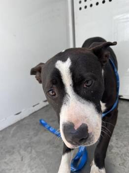 Rescue Pit Bull Terrier Dogs for Adoption in Stockton, California - TOAST | PetCurious