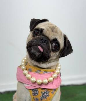 Pug and Mixed Breed Dogs Available for Adoption in Carlsbad, California - Precious-One Of Our Amazing Rescue Dogs | PetCurious