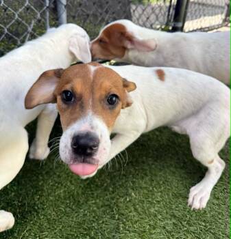 Phoebe -  Hound Dog for Adoption - Phoebe | PetCurious