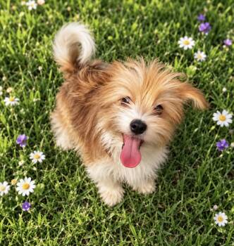 Morkie Puppies -  Maltese and Yorkshire Terrier Dog for Adoption in Citrus Heights, California - Morkie Puppies | PetCurious
