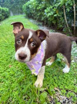 Koala -  Australian Cattle Dog Blue Heeler and Mixed Breed Dog for Adoption in Sunrise, Florida - Koala | PetCurious