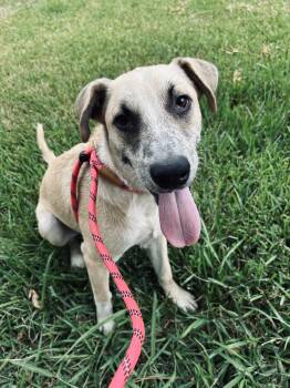 Rescue Shepherd Dogs for Adoption in Denver, Colorado - Flash | PetCurious