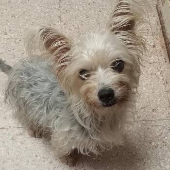 Mixed Breed Dogs Available for Adoption - Chocolatl (antes Luna) | PetCurious